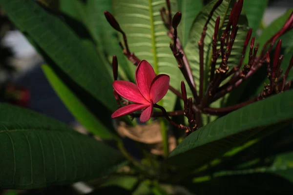 Closeup Pink Frangipani Plant Blooming Green Leaves — Stock Photo, Image
