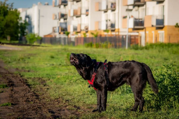 Een Zwarte Labrador Retriever Hond Staand Gras Tuin Gebouwen Wazige — Stockfoto