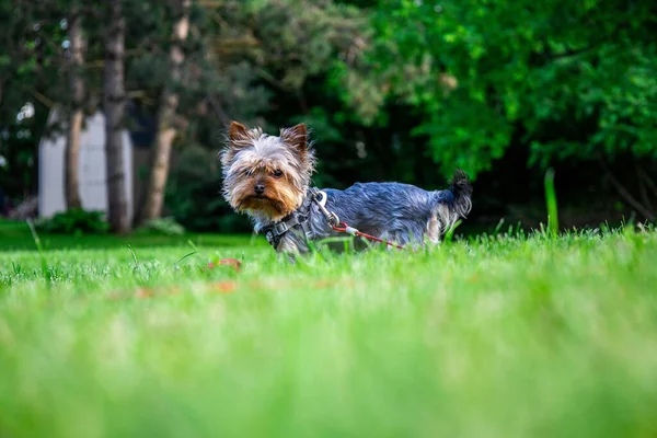 Adorable Yorkshire Terrier Laisse Marchant Dans Parc — Photo
