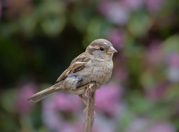 Adorabile Passero Italiano Appollaiato Sulla Cima Ramo Uno Sfondo Sfocato — Foto Stock