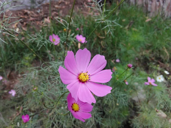Krásný Záběr Květinu Kosmu Parku — Stock fotografie