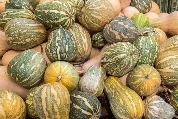 Bir yığın içinde balkabaklarının (Cucurbita argyrosperma) yakın çekimi