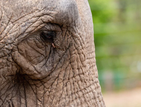 Bulanık Arkaplanda Bir Afrika Filinin Yakın Plan Fotoğrafı — Stok fotoğraf