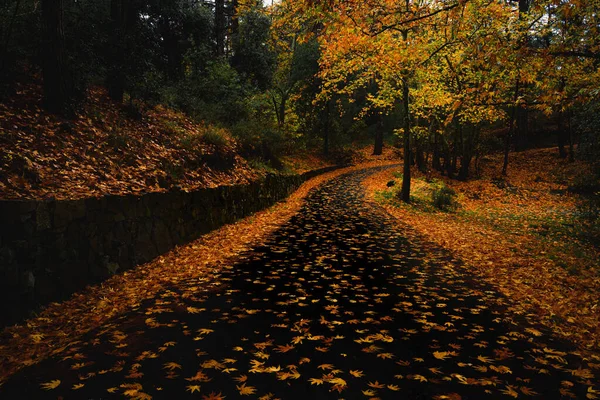 Eine Abbiegende Landstraße Durch Einen Wunderschönen Orangefarbenen Herbstwald — Stockfoto