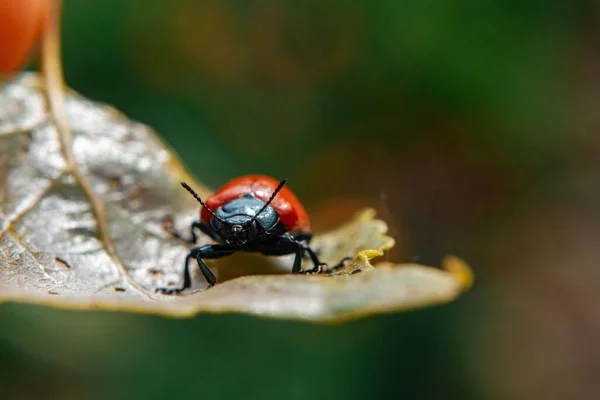 Gros Plan Une Coccinelle Assise Sur Une Feuille Mouillée Sur — Photo