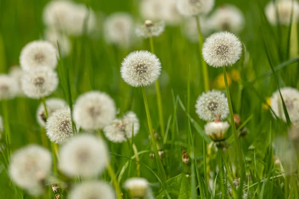 Grasveld Met Hoofden Van Zaden Van Paardebloem Met Wazige Voorgrond — Stockfoto