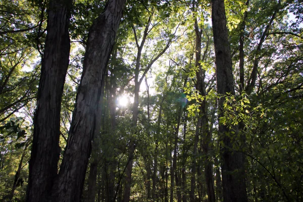 Eine Flache Aufnahme Grüner Bäume Wald — Stockfoto