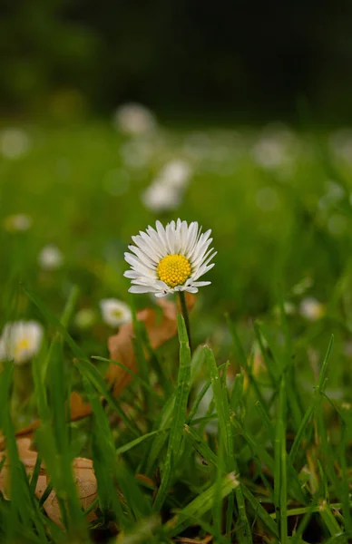 Eine Selektive Fokusaufnahme Eines Gänseblümchens Feld — Stockfoto