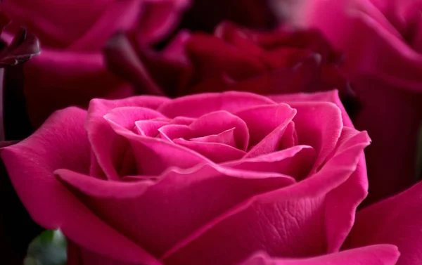 Eine Nahaufnahme Der Schönen Rosa Rosenblüte Garten — Stockfoto