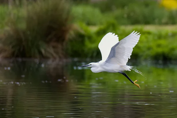 Een Close Van Little Egret Egretta Garzetta Vlucht Rivier — Stockfoto