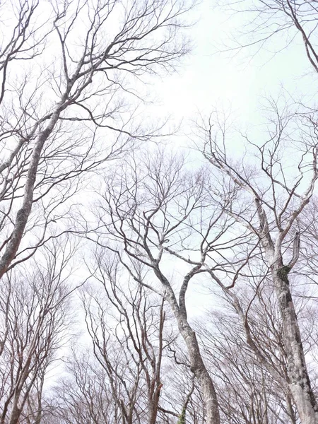 Plan Vertical Arbres Nus Dans Forêt Sous Ciel Nuageux — Photo