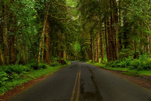 Amerika Birleşik Devletleri 'nin batı Washington eyaletinin yarımadasındaki Hoh yağmur ormanlarına uzanan bir ağaç hattı..