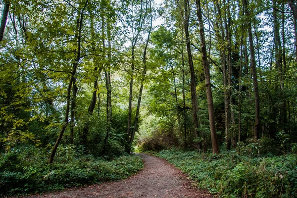 Eine Wunderschöne Landschaft Eines Weges Einem Dichten Grünen Wald — Stockfoto