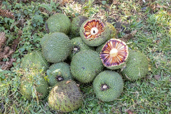 Ernte Des Runden Kiefernzapfens Der Südamerikanischen Araukaria — Stockfoto