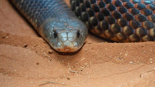 Nahaufnahme Einer Rotbäuchigen Schwarzen Schlange Auf Sand — Stockfoto