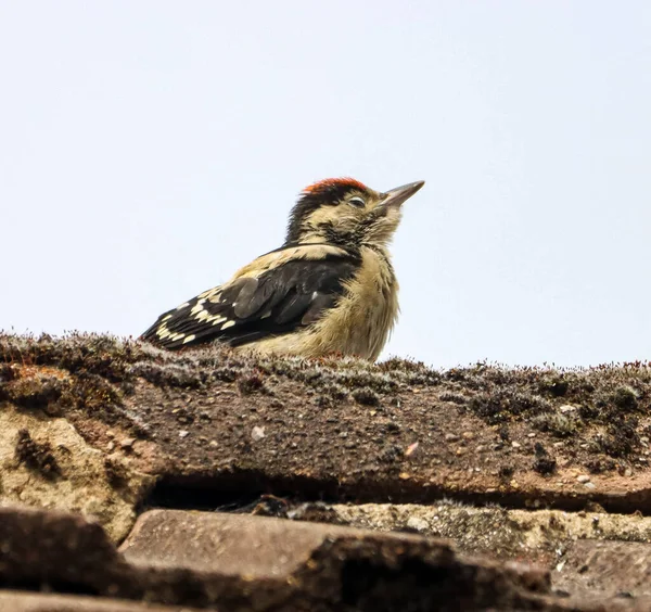 Vertical Shot Young Great Spotted Woodpecker Dendrocopos Major Gray Sky — Stock Photo, Image
