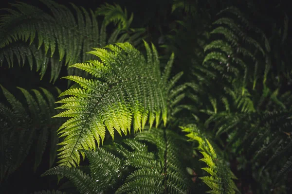 Bovenaanzicht Van Groene Varens Het Bos — Stockfoto