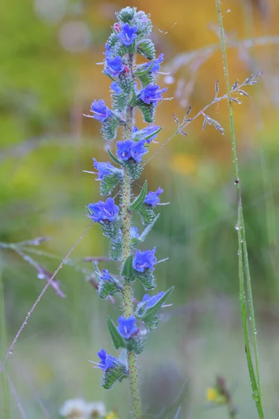 Szelektív Fókusz Felvétel Vipera Bugloss Virág Zöld Levelek Kertben — Stock Fotó