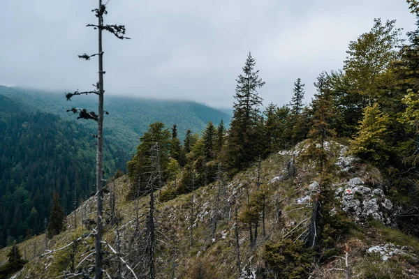 Gli Alberi Sempreverdi Nella Foresta Sotto Cielo Nuvoloso — Foto Stock