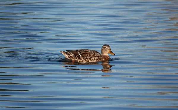 Closeup Mallard Duck Reflecting Tranquil Surface Lake — Stock Photo, Image