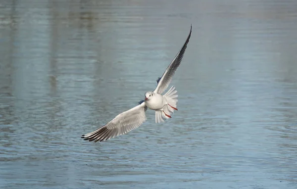 Beau Cliché Une Mouette Tête Noire Survolant Eau — Photo