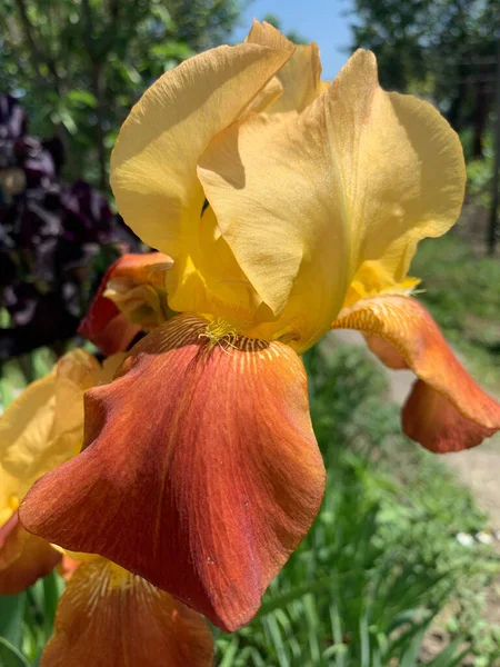 Iris Floraison Estivale Dans Jardin — Photo