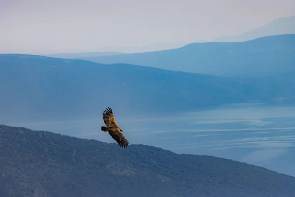 Vacker Utsikt Över Örnen Flyger Högt Himlen Med Ett Bergigt — Stockfoto