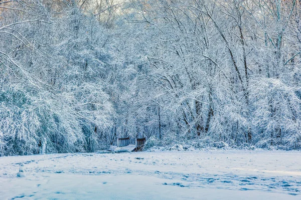 雪に覆われた森の中の美しいショット — ストック写真