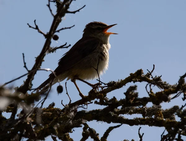 Een Close Shot Van Een Krijsende Warbler Vogel Neergestreken Een — Stockfoto