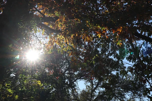 Силуэт Падающего Дерева Солнцем — стоковое фото