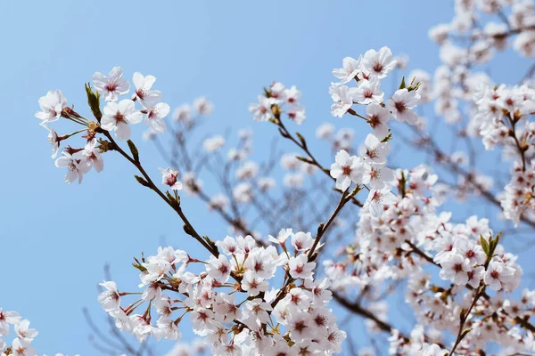 Låg Vinkel Skott Vackra Körsbär Blommor Full Blom Chiba Japan — Stockfoto