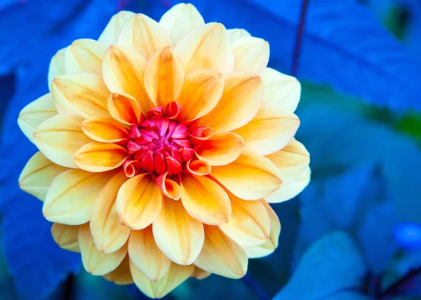 Detailní Záběr Květ Oranžové Dahlia Pinnata Květiny Rozmazaným Modrým Pozadím — Stock fotografie