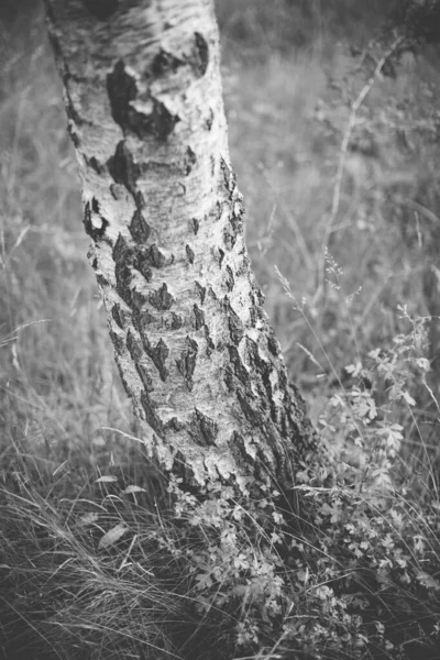 Tiro Monocromático Vertical Tronco Uma Bétula — Fotografia de Stock