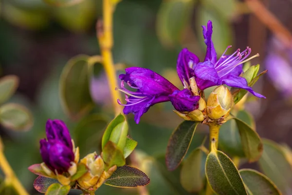 Rhododendron Lapponicum 'a yakın çekim, Laponya Rosebay..