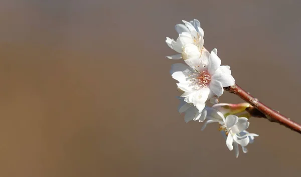 一种白色樱花枝叶的选择性聚焦拍摄 — 图库照片