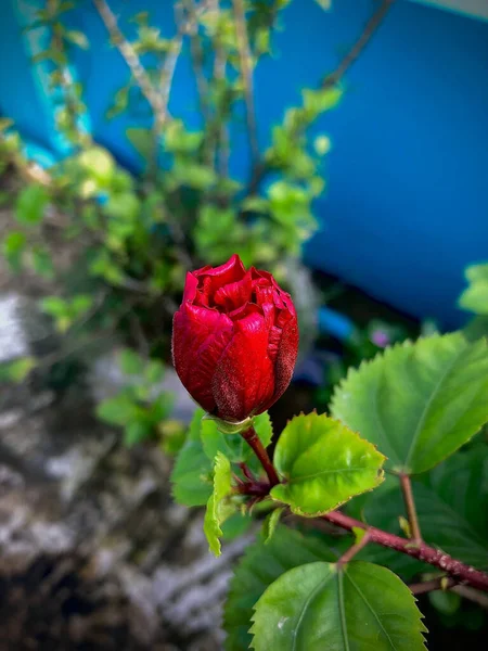 Kırmızı Gül Çiçeğinin Bulanık Arkaplandaki Dikey Görüntüsü — Stok fotoğraf