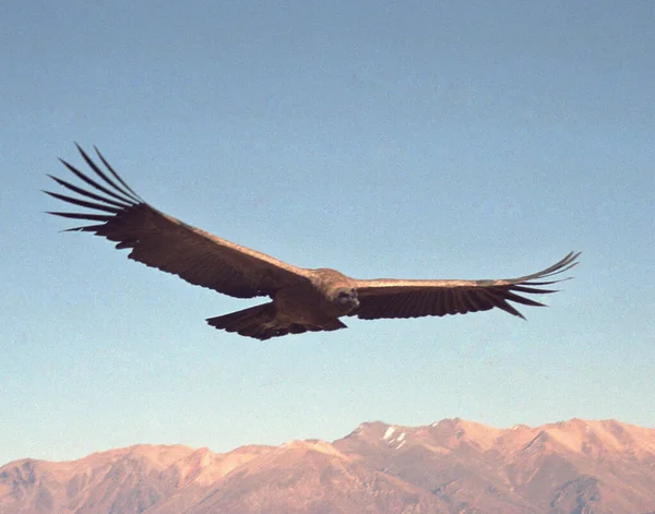 一只安第斯秃鹰 Vultur Gryphus 在蓝天中高高地飞翔 张开翅膀的特写镜头 — 图库照片