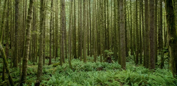 Una Bella Vista Lunghi Tronchi Albero Muschiati Nella Foresta Con — Foto Stock