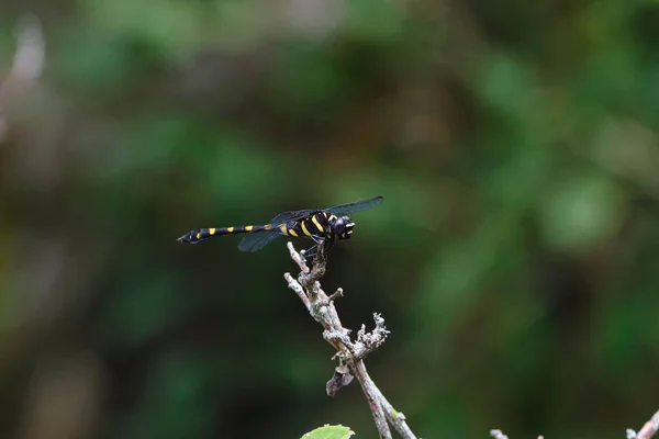 Closeup Shot Dragonfly Tree Branch — Stock Photo, Image