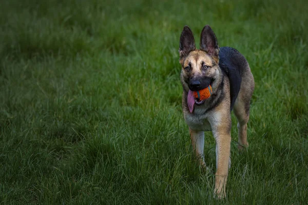 2022 German Shepard Puppy Walking Orange Blue Ball Its Mouth — Stock Photo, Image