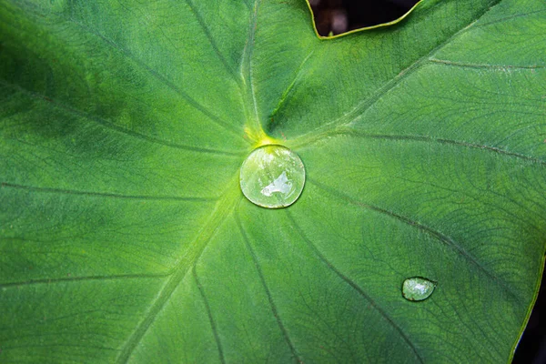 Närbild Skott Vatten Droppar Stor Grön Lotus Blad — Stockfoto