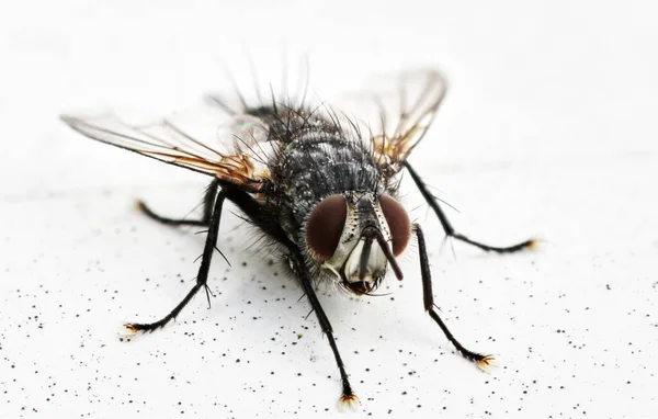 Macro Disparo Una Mosca Musca Domestica Sobre Fondo Claro — Foto de Stock