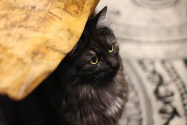 Крупный План Черной Кошки Сидящей Столом Смотрящей Сторону — стоковое фото