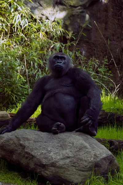 Tiro Vertical Gorila Congo Sentado Uma Rocha Zoológico Bronx — Fotografia de Stock