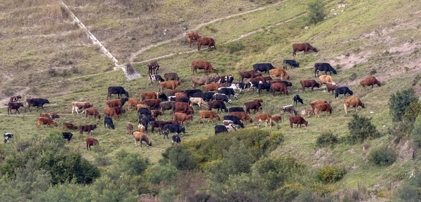 색깔의 소떼가 인근의 아르덴 루트를 남아프리카 공화국의 들에서 — 스톡 사진