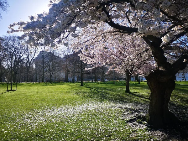 ロンドンのセント ジェームズ パークにある桜の美しい景色 — ストック写真