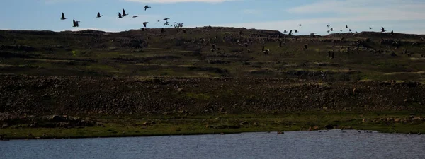 Islandia Tiene Mejor Naturaleza —  Fotos de Stock