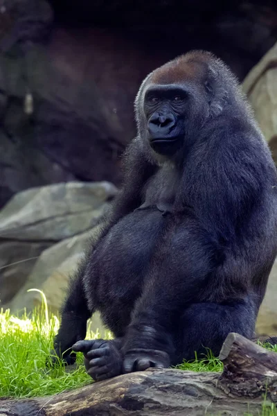 Tiro Vertical Gorila Congo Fotografado Jardim Zoológico Bronx — Fotografia de Stock