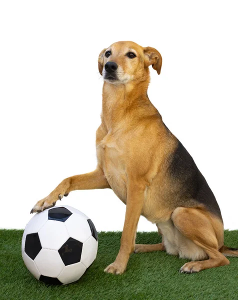 Hund Poserar Med Fotboll Grönt Gräs Och Vit Bakgrund — Stockfoto