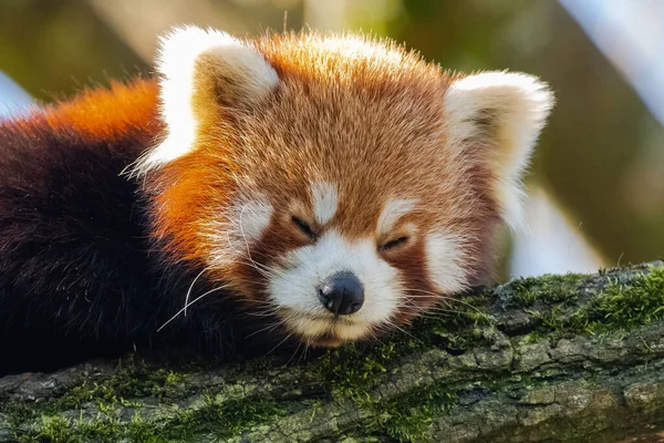 一只红色的熊猫 金银花 躺在竹子上 — 图库照片